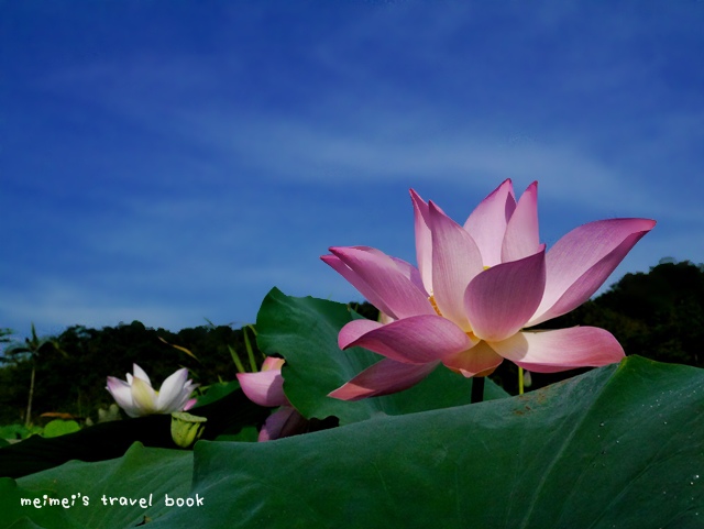 雙溪上林荷花園區