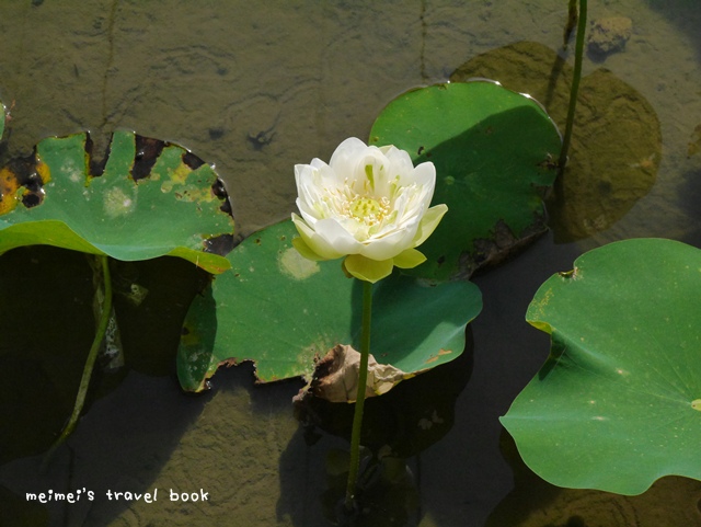 雙溪上林荷花園區