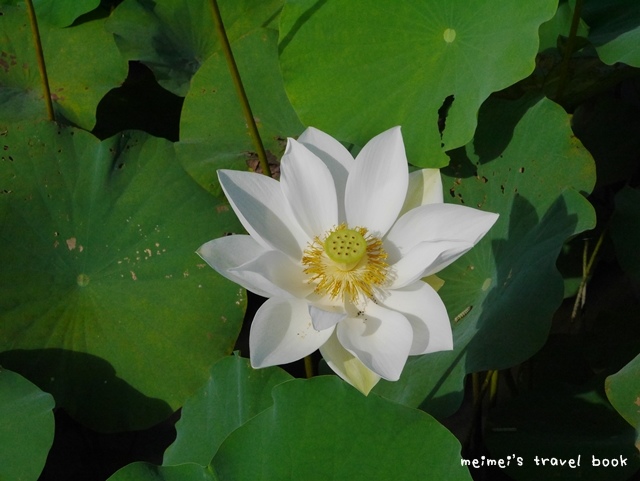 雙溪上林荷花園區