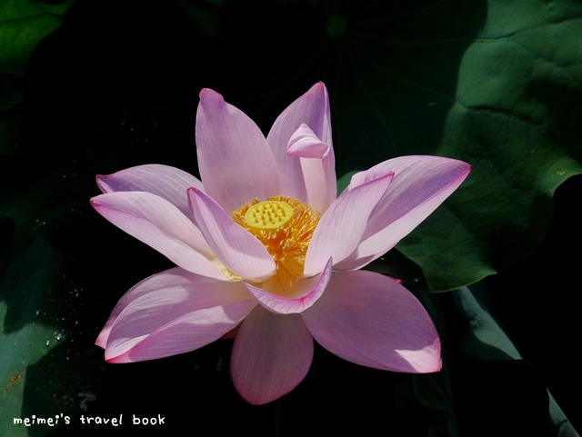 雙溪上林荷花園區