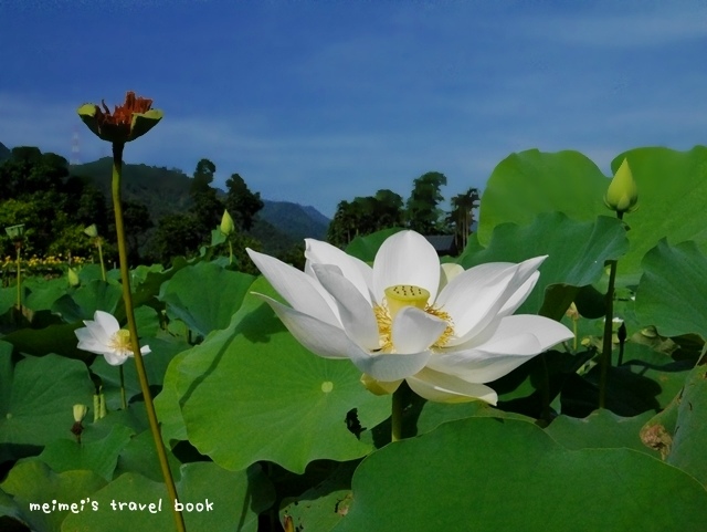 雙溪上林荷花園區