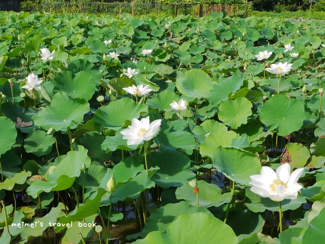 雙溪上林荷花園區