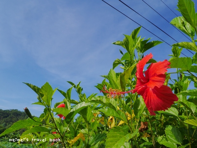 雙溪上林荷花園區