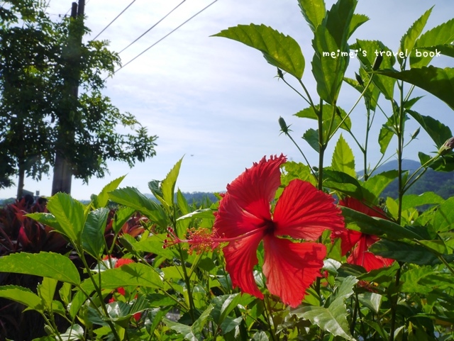 雙溪上林荷花園區