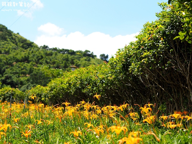 慈音山莊賞金針花