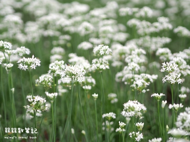 大溪九月雪韭菜花海