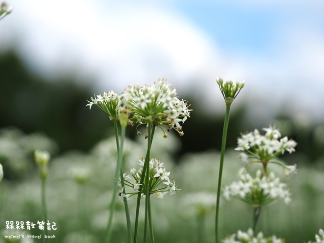 大溪九月雪韭菜花海