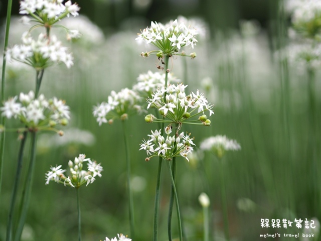 大溪九月雪韭菜花海