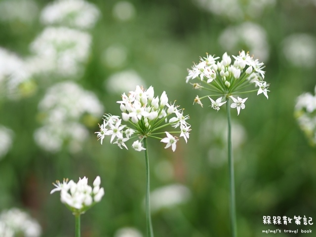 大溪九月雪韭菜花海