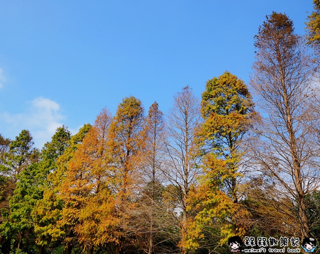 九芎湖金谷農場落羽松