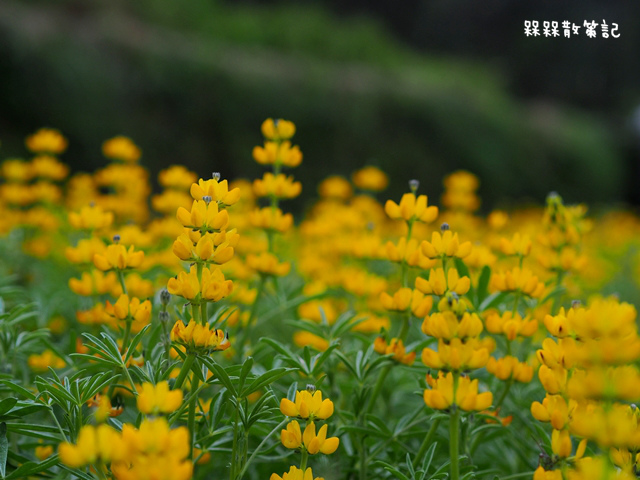 樟樹步道繽紛花季貓空閃閃淚光魯冰花 樟樹步道繽紛花季貓空閃閃淚光魯冰花