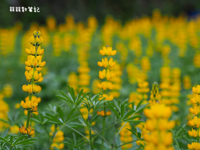 樟樹步道繽紛花季貓空閃閃淚光魯冰花 樟樹步道繽紛花季貓空閃閃淚光魯冰花