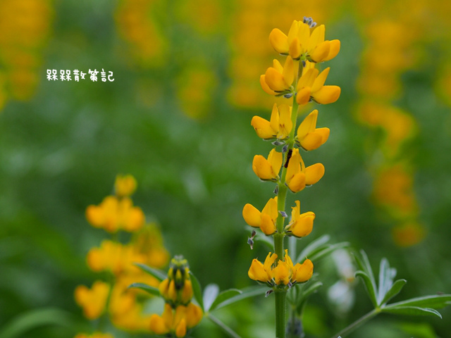 樟樹步道繽紛花季貓空閃閃淚光魯冰花 樟樹步道繽紛花季貓空閃閃淚光魯冰花