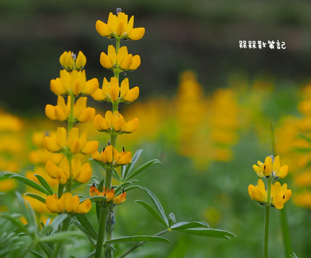 樟樹步道繽紛花季貓空閃閃淚光魯冰花 樟樹步道繽紛花季貓空閃閃淚光魯冰花