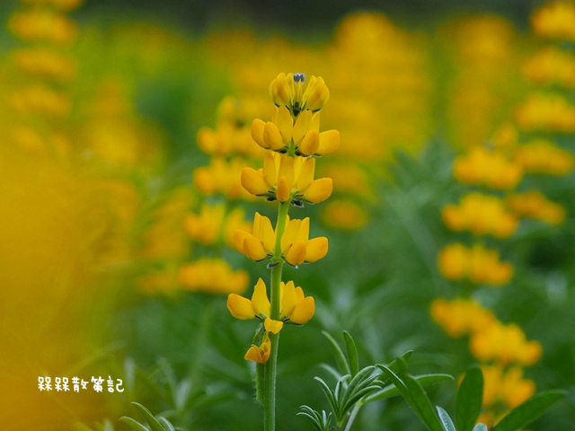 樟樹步道繽紛花季貓空閃閃淚光魯冰花 樟樹步道繽紛花季貓空閃閃淚光魯冰花