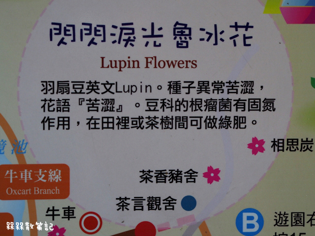 樟樹步道繽紛花季貓空閃閃淚光魯冰花 樟樹步道繽紛花季貓空閃閃淚光魯冰花