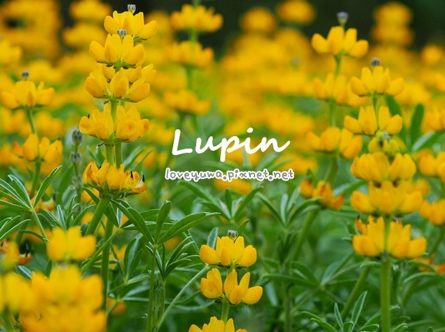 樟樹步道繽紛花季貓空閃閃淚光魯冰花 樟樹步道繽紛花季貓空閃閃淚光魯冰花