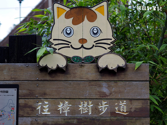 樟樹步道繽紛花季貓空閃閃淚光魯冰花 樟樹步道繽紛花季貓空閃閃淚光魯冰花