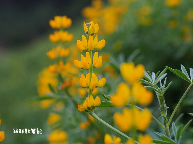 樟樹步道繽紛花季貓空閃閃淚光魯冰花 樟樹步道繽紛花季貓空閃閃淚光魯冰花
