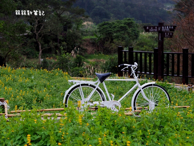 樟樹步道繽紛花季貓空閃閃淚光魯冰花 樟樹步道繽紛花季貓空閃閃淚光魯冰花