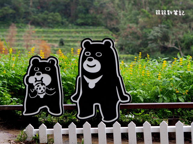 樟樹步道繽紛花季貓空閃閃淚光魯冰花 樟樹步道繽紛花季貓空閃閃淚光魯冰花