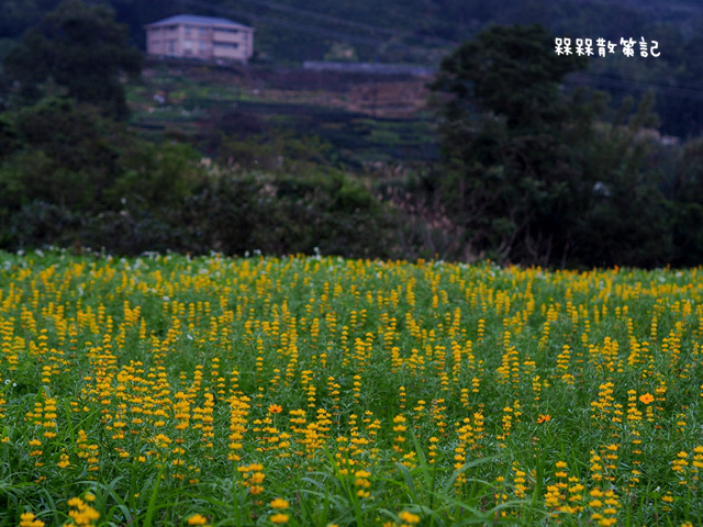 樟樹步道繽紛花季貓空閃閃淚光魯冰花 樟樹步道繽紛花季貓空閃閃淚光魯冰花