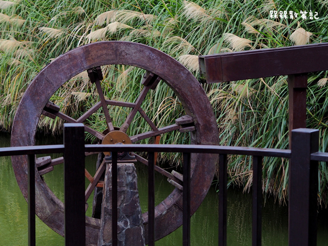 樟樹步道繽紛花季貓空閃閃淚光魯冰花 樟樹步道繽紛花季貓空閃閃淚光魯冰花