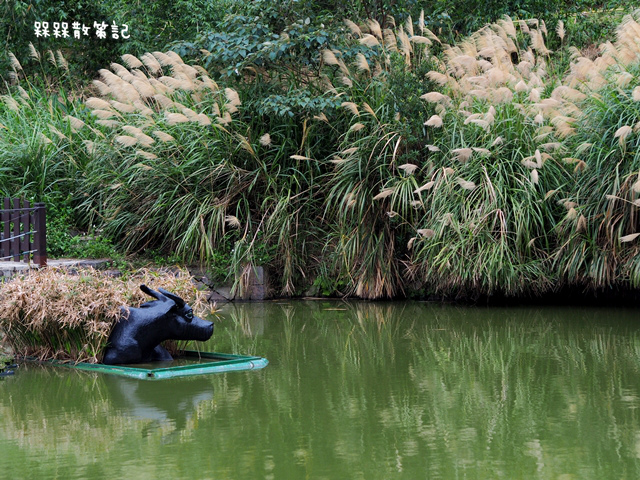 樟樹步道繽紛花季貓空閃閃淚光魯冰花 樟樹步道繽紛花季貓空閃閃淚光魯冰花