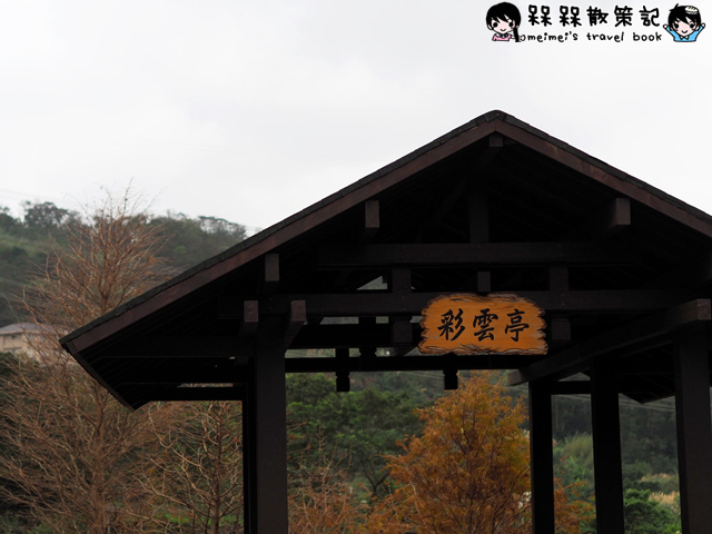 樟樹步道繽紛花季貓空閃閃淚光魯冰花 樟樹步道繽紛花季貓空閃閃淚光魯冰花