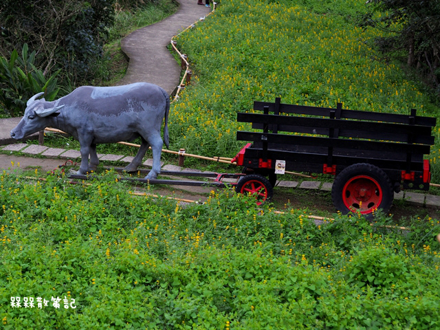 樟樹步道繽紛花季貓空閃閃淚光魯冰花 樟樹步道繽紛花季貓空閃閃淚光魯冰花