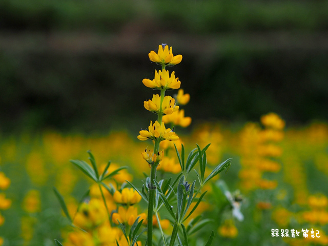樟樹步道繽紛花季貓空閃閃淚光魯冰花 樟樹步道繽紛花季貓空閃閃淚光魯冰花