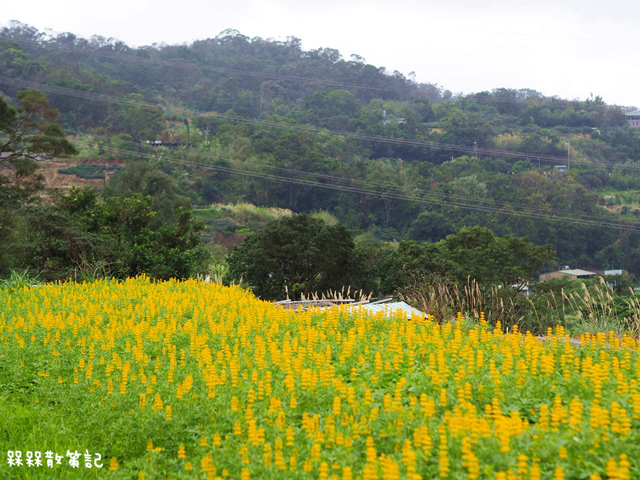 樟樹步道繽紛花季貓空閃閃淚光魯冰花 樟樹步道繽紛花季貓空閃閃淚光魯冰花