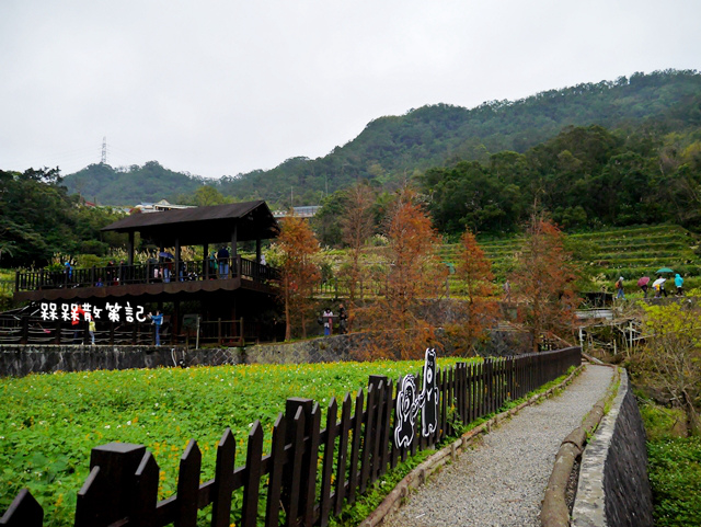 樟樹步道繽紛花季貓空閃閃淚光魯冰花 樟樹步道繽紛花季貓空閃閃淚光魯冰花