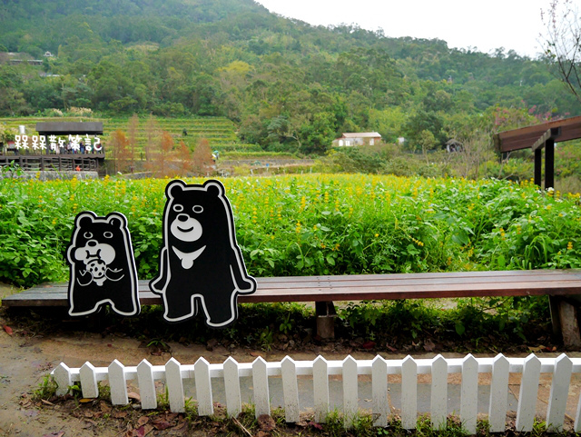 樟樹步道繽紛花季貓空閃閃淚光魯冰花 樟樹步道繽紛花季貓空閃閃淚光魯冰花