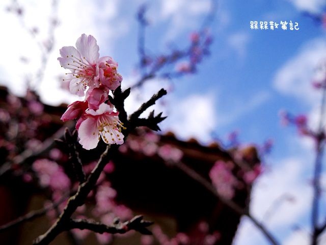 屈尺櫻花公園