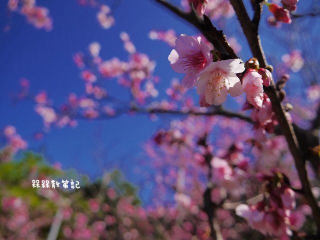 櫻花公園賞櫻