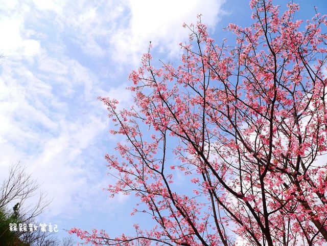 三峽櫻花秘境-櫻花控根科技農場~熊空櫻花林