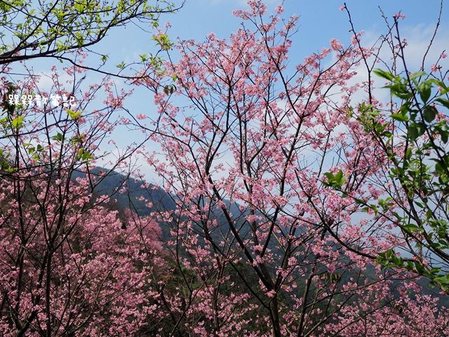 三峽櫻花秘境-櫻花控根科技農場~熊空櫻花林