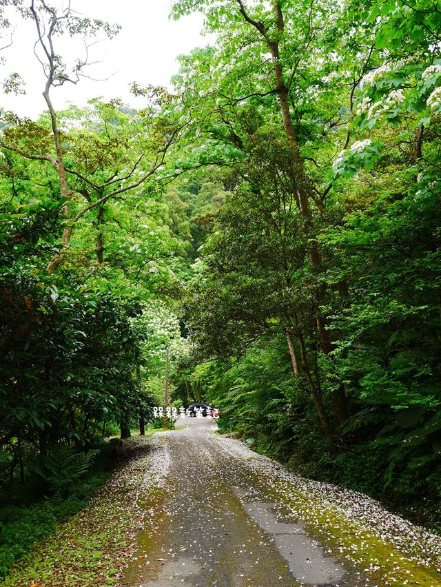 土城石門路桐花秘境