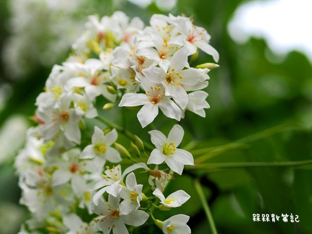 土城石門路桐花秘境