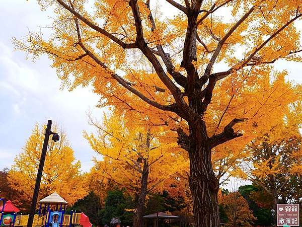 東京 ᴗ 立川 景點 國營昭和紀念公園銀杏並木 日本庭園 銀杏大道 11月中旬頃 紅黃葉狀況 秋天限定的絕美景色 金黃色的夢幻境地 國營昭和紀念 公園地圖詳解 昭和紀念公園中文地圖 昭和紀念公園路線規劃 昭和紀念公園行程 東京昭和紀念公園自助旅遊銀杏時間 日本