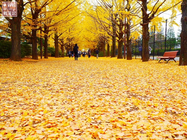 東京 ᴗ 立川 景點 國營昭和紀念公園銀杏並木 日本庭園 銀杏大道 11月中旬頃 紅黃葉狀況 秋天限定的絕美景色 金黃色的夢幻境地 國營昭和紀念 公園地圖詳解 昭和紀念公園中文地圖 昭和紀念公園路線規劃 昭和紀念公園行程 東京昭和紀念公園自助旅遊銀杏時間 日本