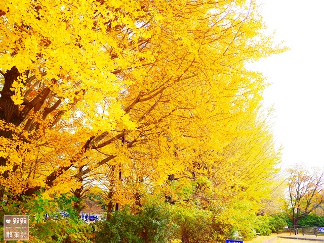 東京 ᴗ 立川 景點 國營昭和紀念公園銀杏並木 日本庭園 銀杏大道 11月中旬頃 紅黃葉狀況 秋天限定的絕美景色 金黃色的夢幻境地 國營昭和紀念 公園地圖詳解 昭和紀念公園中文地圖 昭和紀念公園路線規劃 昭和紀念公園行程 東京昭和紀念公園自助旅遊銀杏時間 日本