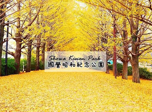 東京 ᴗ 立川 景點 國營昭和紀念公園銀杏並木 日本庭園 銀杏大道 11月中旬頃 紅黃葉狀況 秋天限定的絕美景色 金黃色的夢幻境地 國營昭和紀念 公園地圖詳解 昭和紀念公園中文地圖 昭和紀念公園路線規劃 昭和紀念公園行程 東京昭和紀念公園自助旅遊銀杏時間 日本