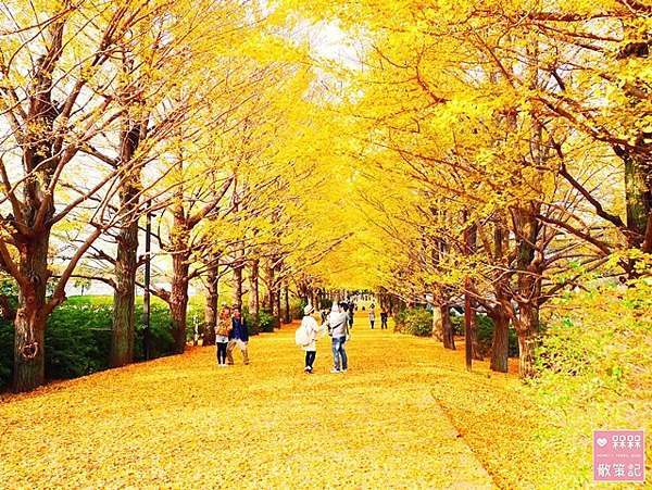 東京 ᴗ 立川 景點 國營昭和紀念公園銀杏並木 日本庭園 銀杏大道 11月中旬頃 紅黃葉狀況 秋天限定的絕美景色 金黃色的夢幻境地 國營昭和紀念 公園地圖詳解 昭和紀念公園中文地圖 昭和紀念公園路線規劃 昭和紀念公園行程 東京昭和紀念公園自助旅遊銀杏時間 日本