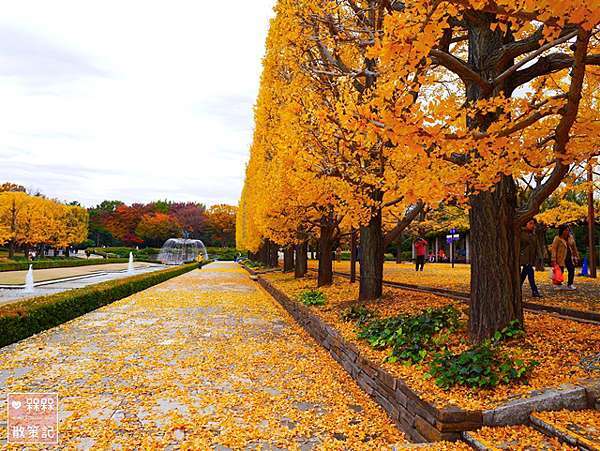 東京 ᴗ 立川 景點 國營昭和紀念公園銀杏並木 日本庭園 銀杏大道 11月中旬頃 紅黃葉狀況 秋天限定的絕美景色 金黃色的夢幻境地 國營昭和紀念 公園地圖詳解 昭和紀念公園中文地圖 昭和紀念公園路線規劃 昭和紀念公園行程 東京昭和紀念公園自助旅遊銀杏時間 日本