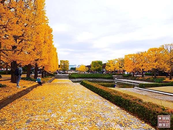 東京 ᴗ 立川 景點 國營昭和紀念公園銀杏並木 日本庭園 銀杏大道 11月中旬頃 紅黃葉狀況 秋天限定的絕美景色 金黃色的夢幻境地 國營昭和紀念 公園地圖詳解 昭和紀念公園中文地圖 昭和紀念公園路線規劃 昭和紀念公園行程 東京昭和紀念公園自助旅遊銀杏時間 日本