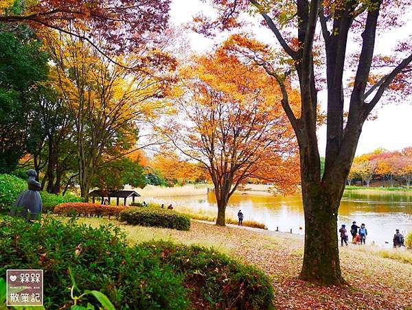 東京 ᴗ 立川 景點 國營昭和紀念公園銀杏並木 日本庭園 銀杏大道 11月中旬頃 紅黃葉狀況 秋天限定的絕美景色 金黃色的夢幻境地 國營昭和紀念 公園地圖詳解 昭和紀念公園中文地圖 昭和紀念公園路線規劃 昭和紀念公園行程 東京昭和紀念公園自助旅遊銀杏時間 日本