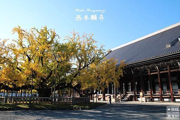 京都 ᴗ 七条 景點 西本願寺的大銀杏 漫天的金黃閃爍 京都車站周邊的銀杏名所 京都賞楓銀杏自由行 世界文化遺產 龍谷山本願寺浄土真宗本願寺派 西本願寺 西本願寺銀杏見頃 京都賞楓時間 京都賞楓銀杏行程 京都自助旅遊銀杏時間 日本京都賞銀杏景點 京都西