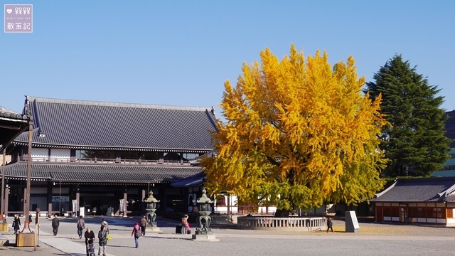 西本願寺大銀杏